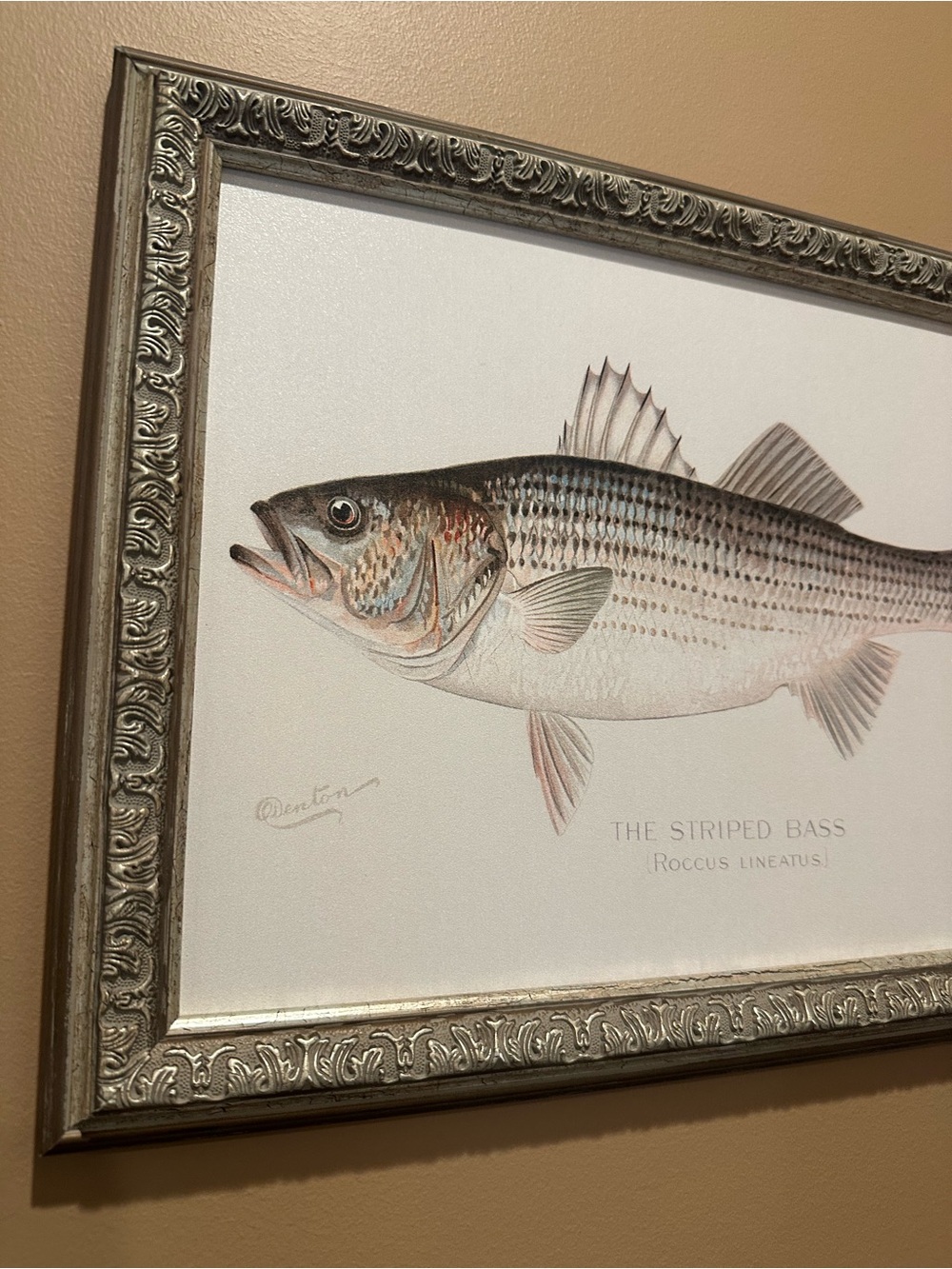 Striped Bass Wall Art Print in Gray and Cream with ornate style frame